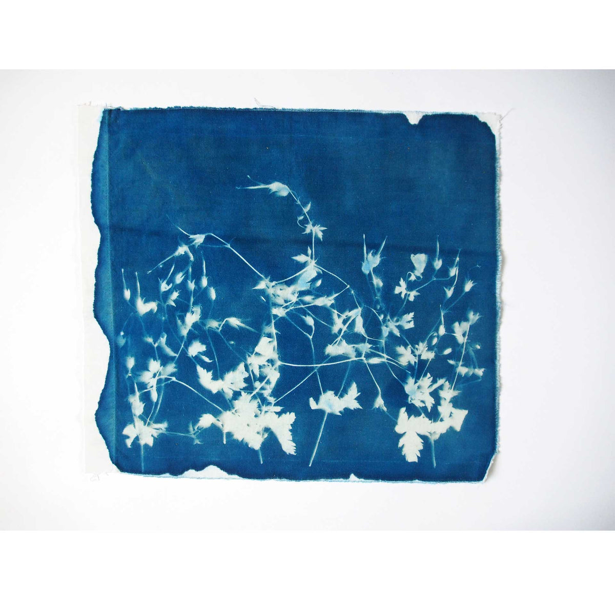 geranium-cyanotype