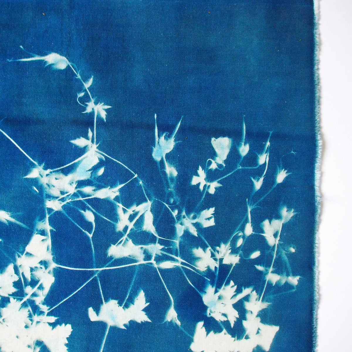 geranium-cyanotype