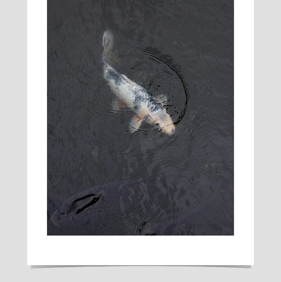koi