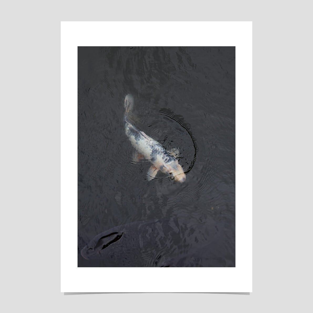 koi-giclée-photo-print-art-black-white
