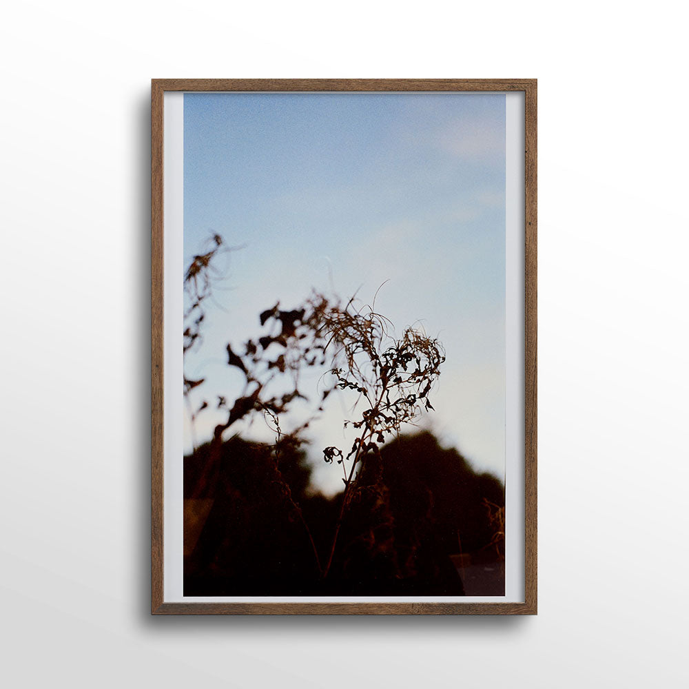 Roots-Photo-Print