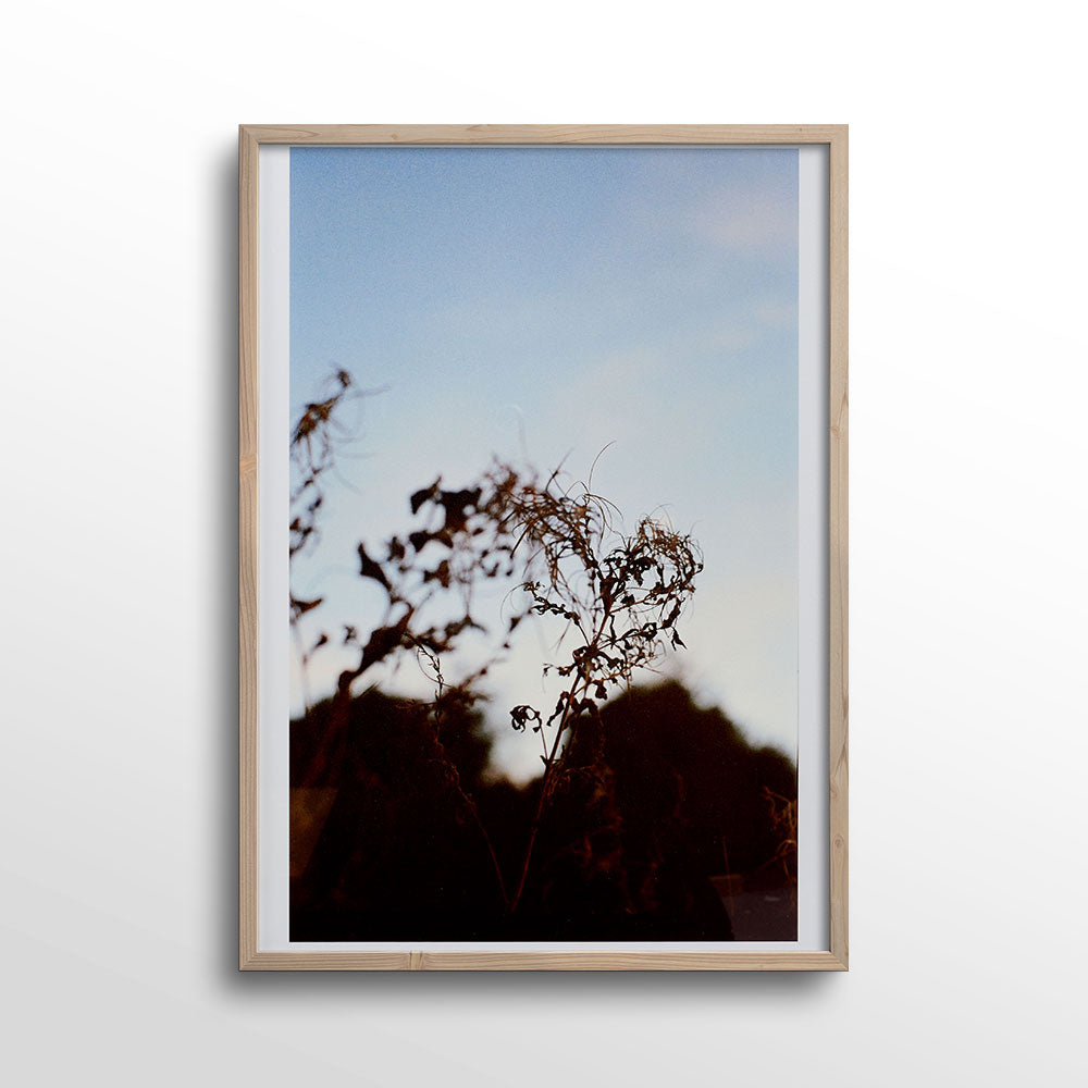 Roots-Photo-Print