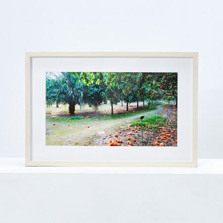 oranges-in-the-botanical-gardens-sicily-giclée-photo-print-colour