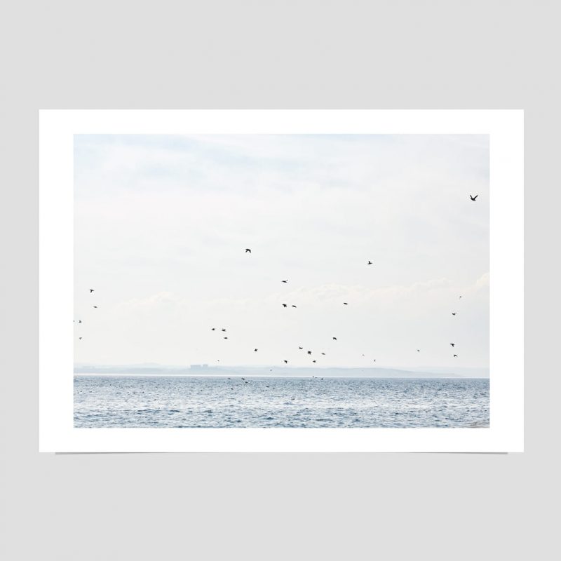 farne-islands-in-spring-giclée-photo-print-sea-sky-birds