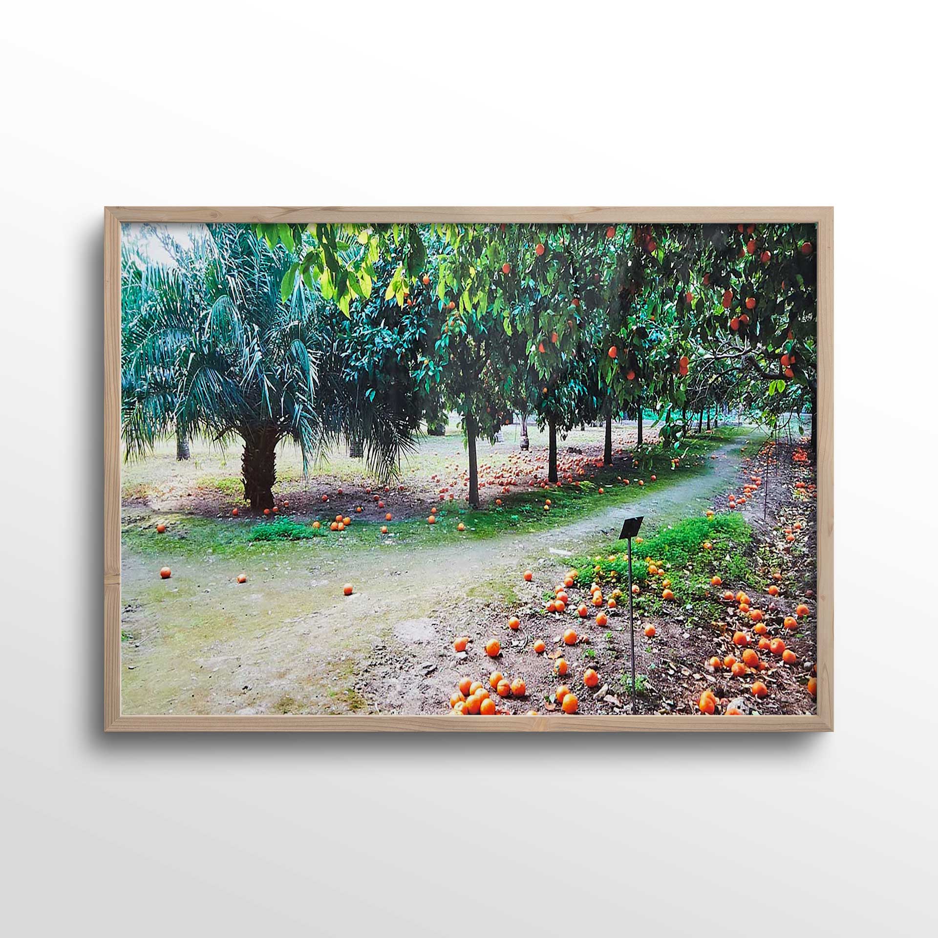 Oranges-in-the-botanical-gardens-Sicily-Photo-Print